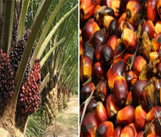 Palm-oil